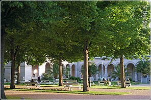 Linden im Kurgarten (Bad Kissingen, Rhön)