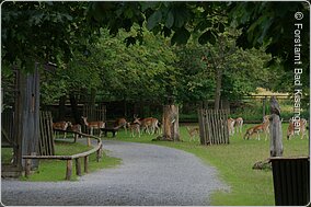 Damwild Wild-Park Klaushof (Bad Kissingen, Rhön)