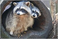 Waschbären Wild-Park Klaushof (Bad Kissingen, Rhön)