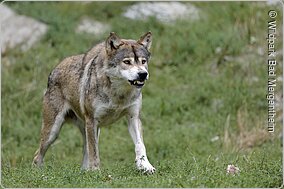 Wildpark (Bad Mergentheim, Liebliches Taubertal)